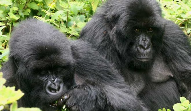 Nuevos-habitats-en-Africa-para-los-gorilas